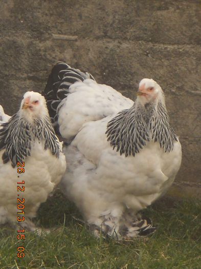 DSCN4373 - matca 3 herminat deschis