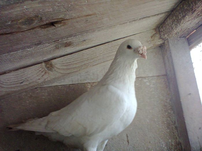 barbat 2009 - porumbei voiajori standard