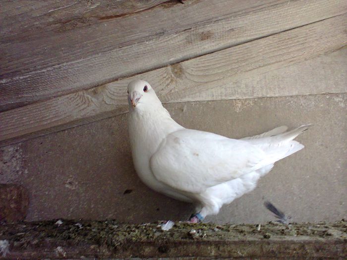 barbat 2012 - porumbei voiajori standard