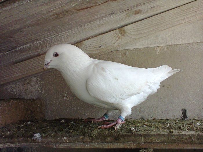 barbat 2012 - porumbei voiajori standard