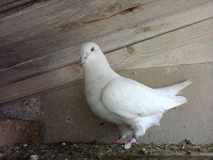 barbat 2011 - porumbei voiajori standard