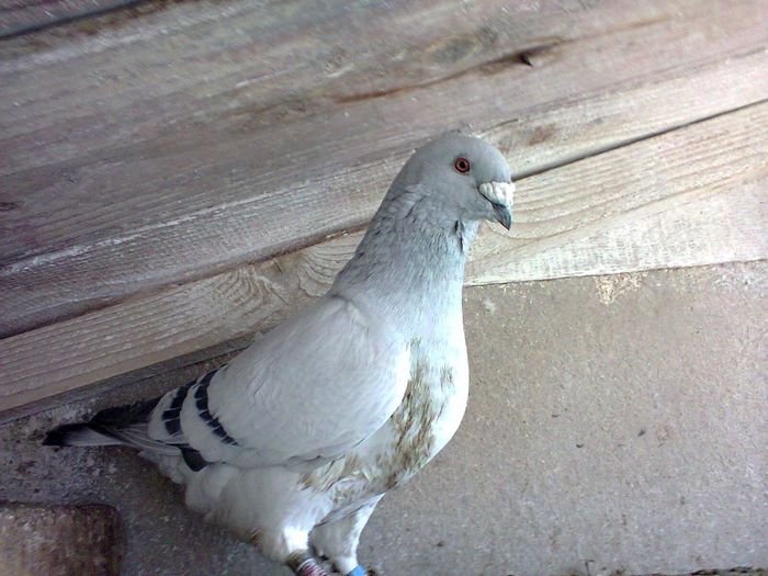barbat 2011 - porumbei voiajori standard