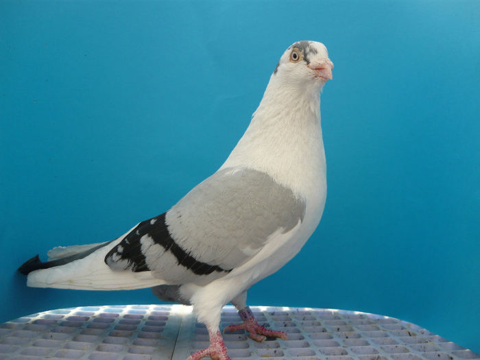 Snurulet- M-dat; porumbel zburat in concurs oficial , in anul 2008 peste 6 ore de zbor, joaca lung
