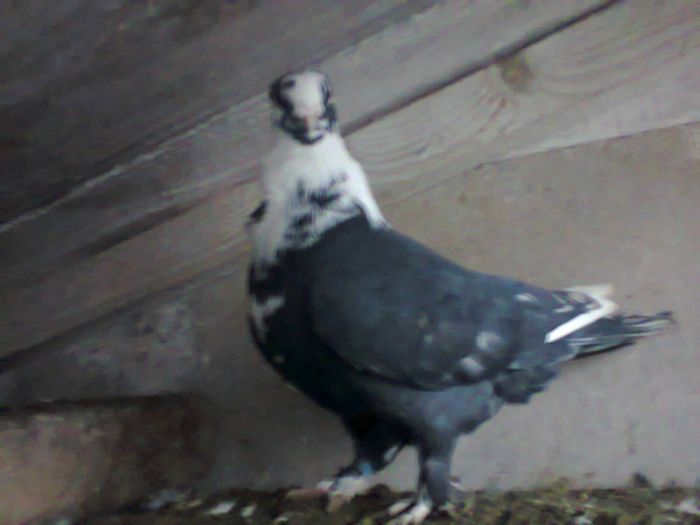 barbat 2012 - porumbei misirlii