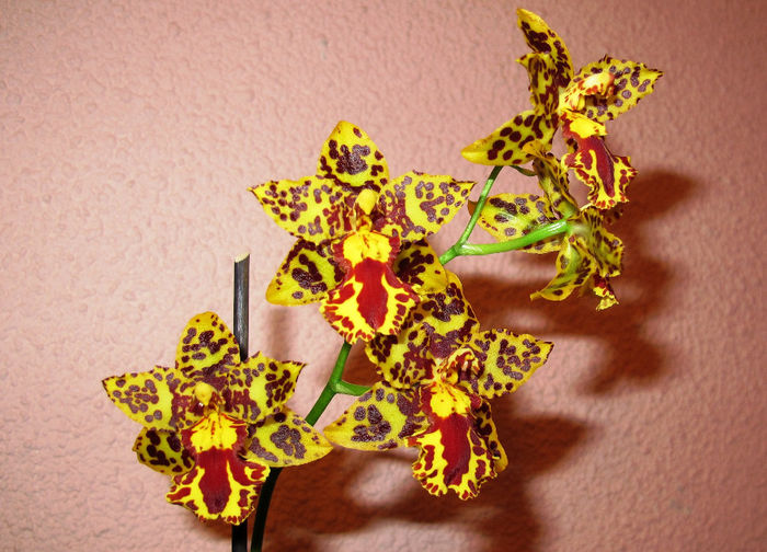 Odontocidium Hansueli Isler - Cambria