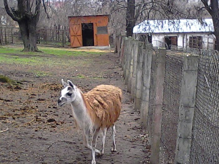 IMG_20131226_130546 - zoo barlad