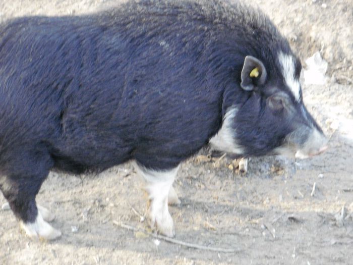 Domnul vier