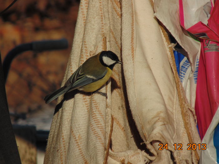 DSC00041 - De prin natura