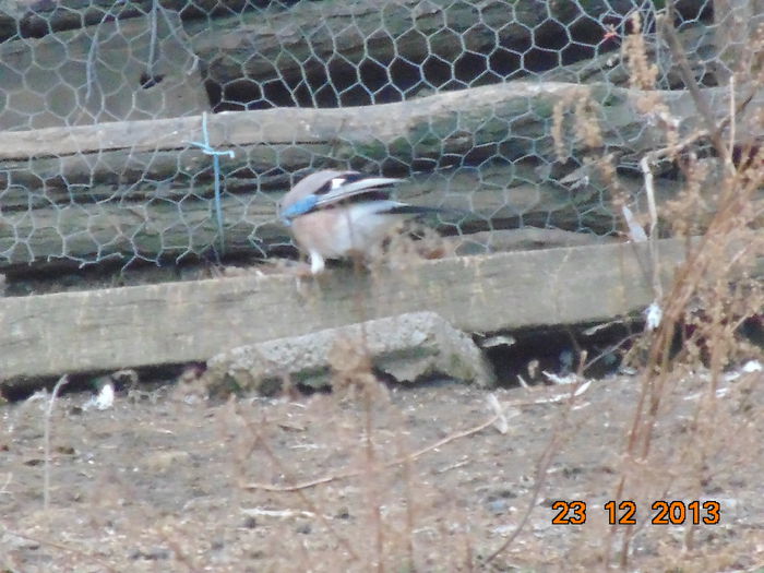 DSC00010 - De prin natura