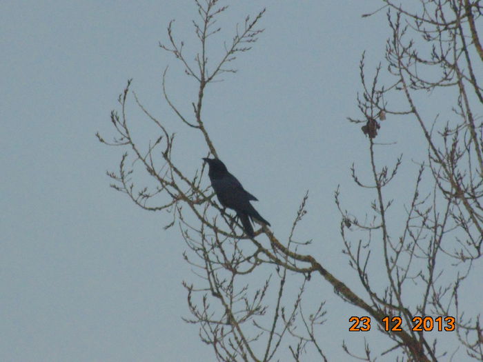 DSC00002 - De prin natura