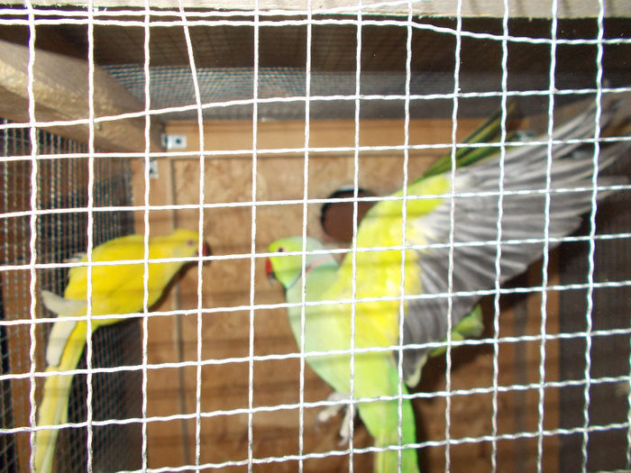 DSCN1263[1]; perechea 1 pregatita pt reproducere 2014
