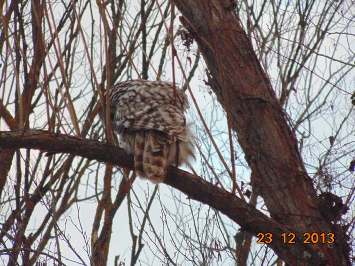 DSC00035 - De prin natura