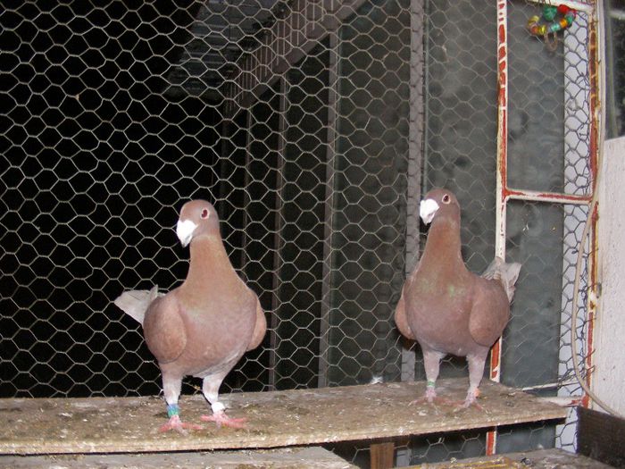 SANY0604 - voiajori  germani de frumusete