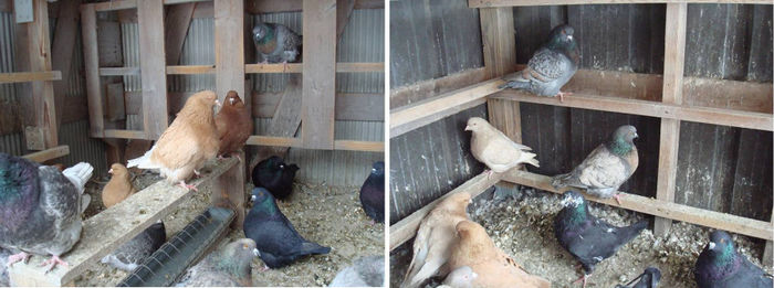 pigeon website pics 5