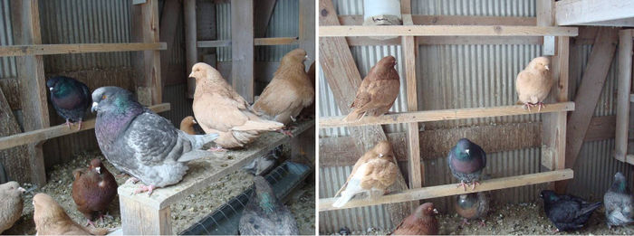 pigeon website pics 6