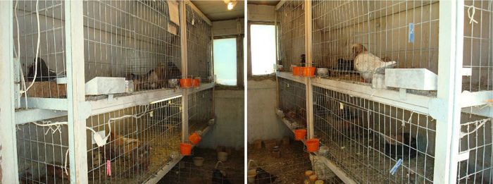 pigeon website pics breeding lofts 6-10a