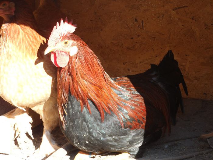 cocos italiana potarnichie