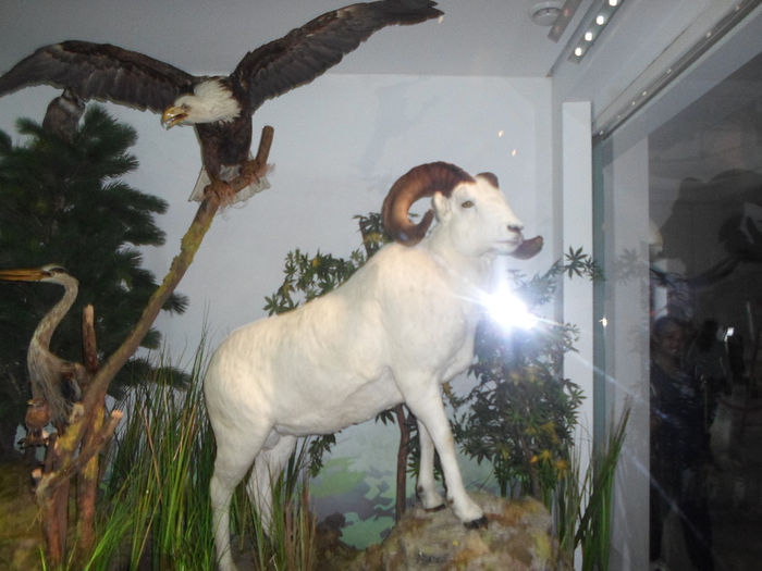 185 - La muzeul Antipa