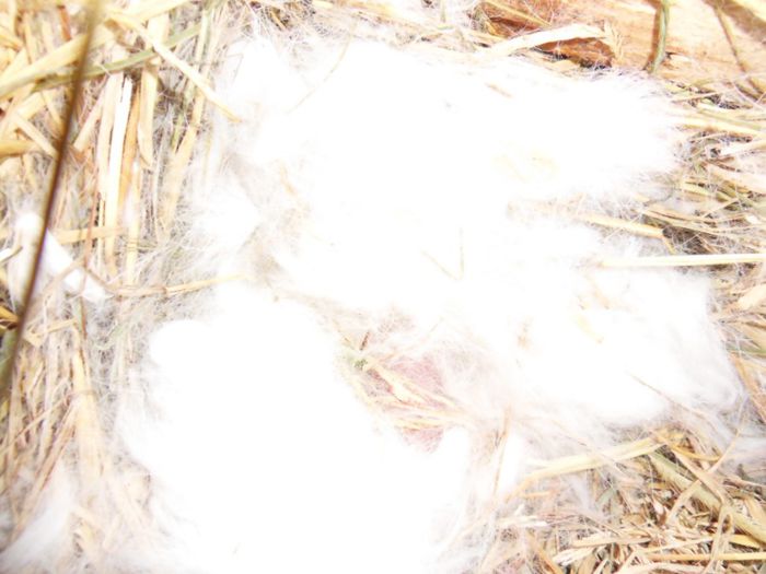 M RO 19   F RO 11 (94,5 puncte)