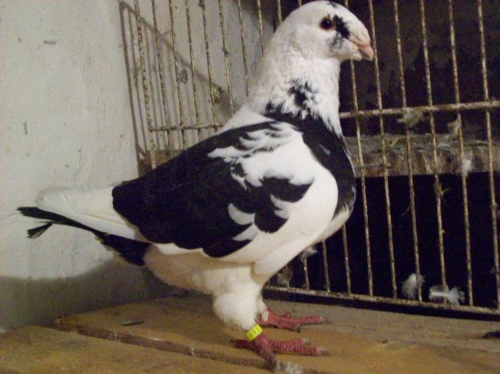 MASC  2011 jurjkingclub