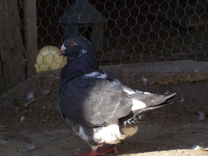 MASC 2012 VRAJITOAREASPP - ARHIVA   AMERICANI   VINDUTI