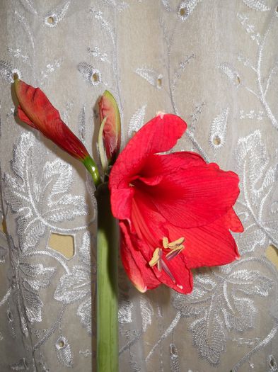 amaryllis red; s-a desfacut un bobocel
