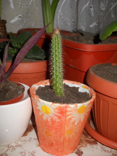 cactus - flori de interior 2013