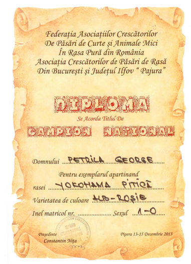 Diploma Yokohama pitica alb-rosie - Rezultate Expozitie 2013