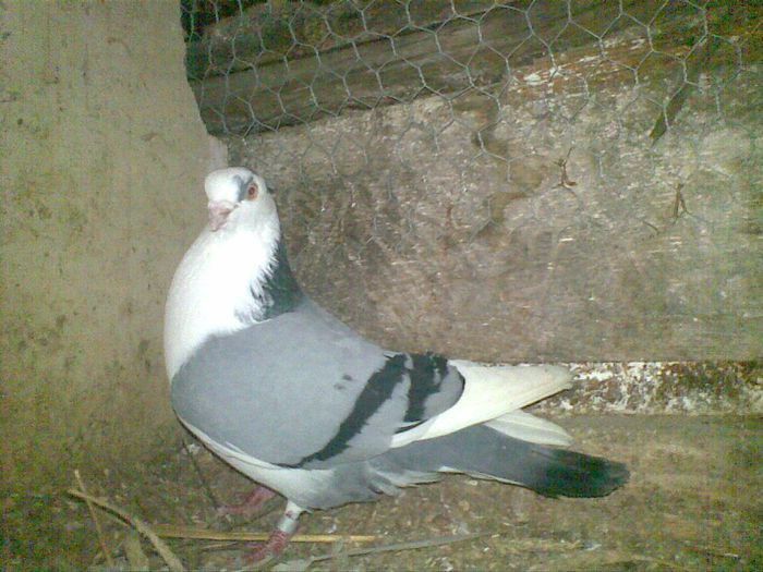 94467591_YQPKQJG - Galateni