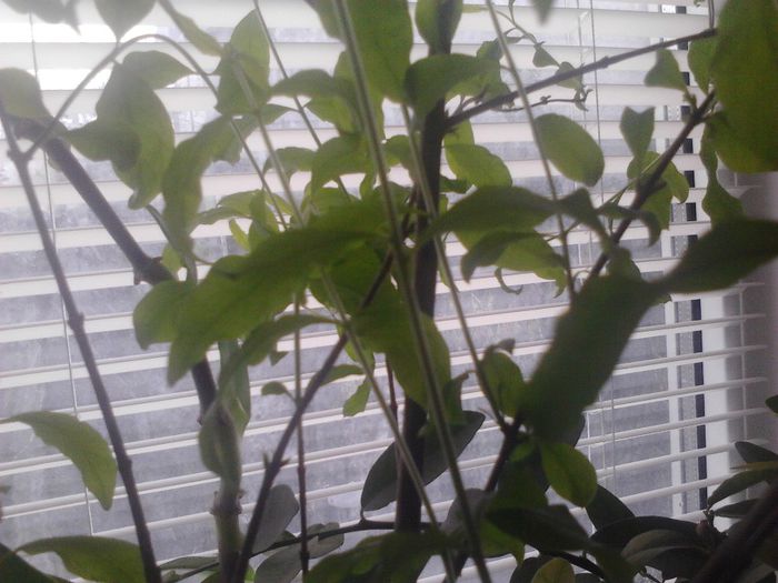 rodiu cu frunze iarna (27 decembrie)