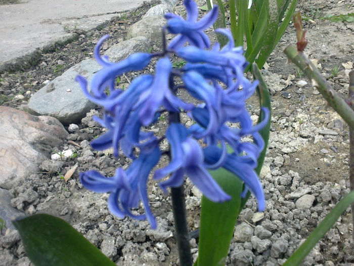 170420133145 - florile mele