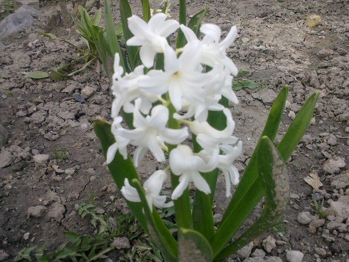 170420133146 - florile mele