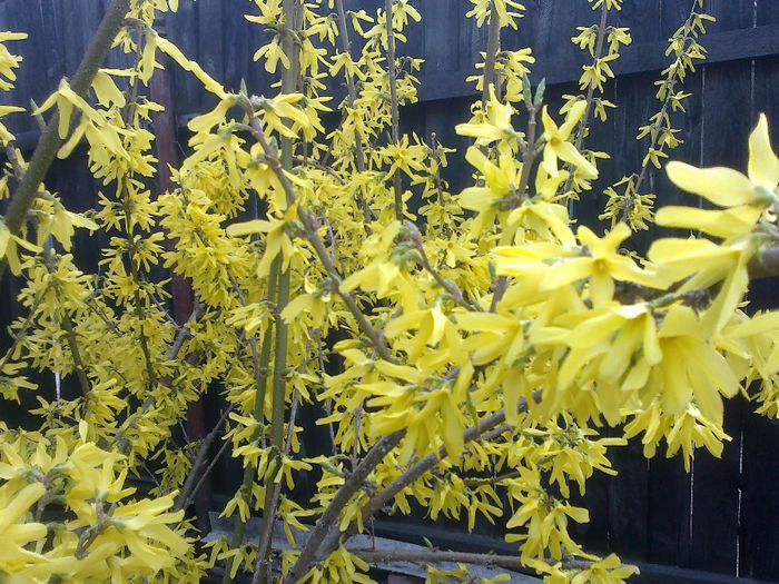 170420133149 - florile mele