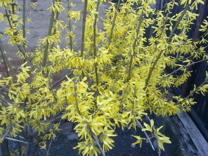170420133151 - florile mele