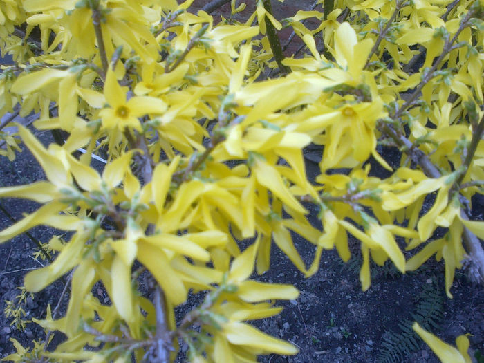 170420133152 - florile mele