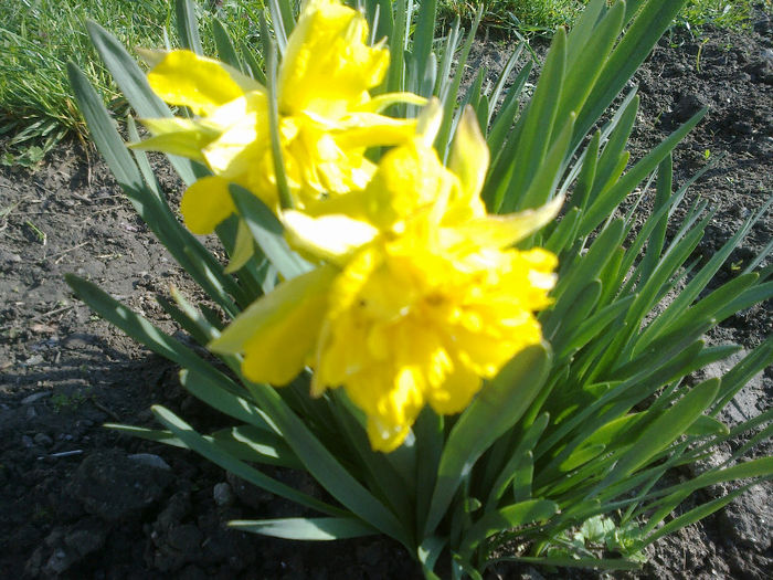230420133155 - florile mele