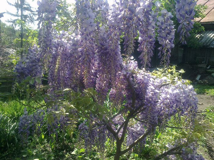 050520133160 - florile mele