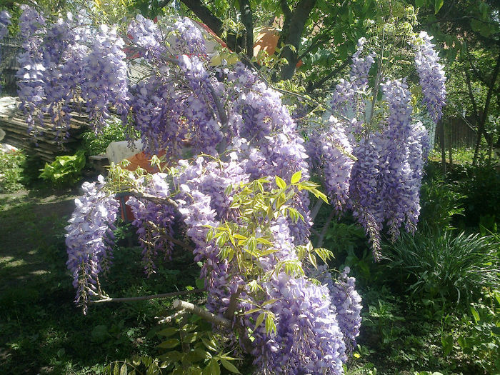 050520133162 - florile mele