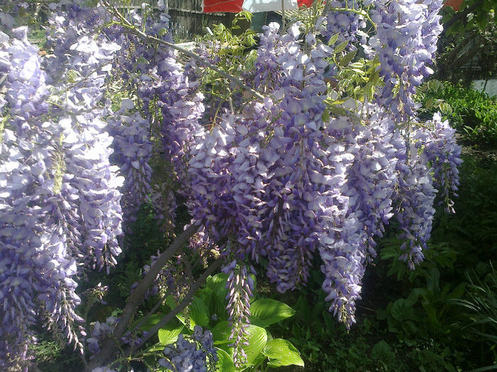 050520133163 - florile mele