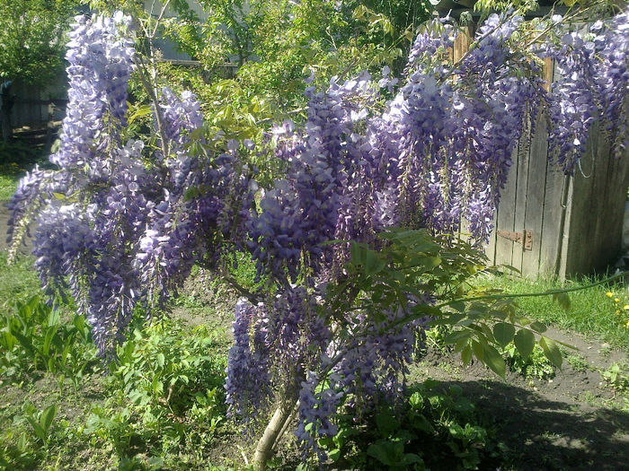 050520133165 - florile mele