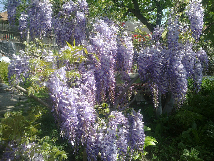 050520133166 - florile mele