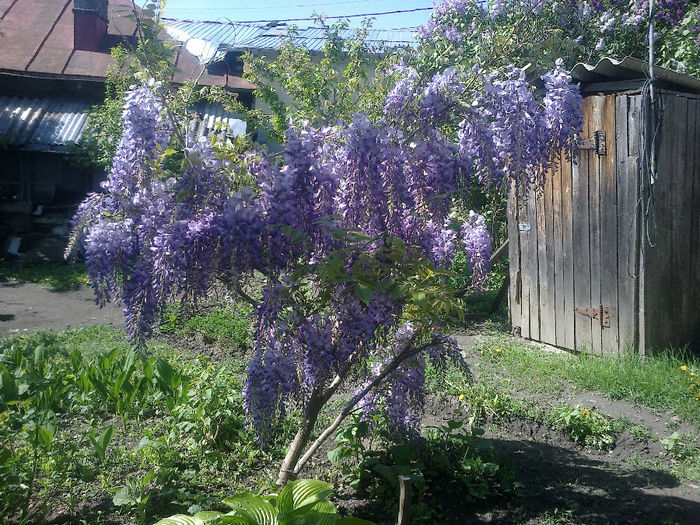 050520133167 - florile mele