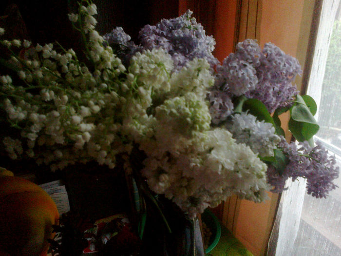 050520133169 - florile mele