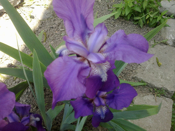 130520133172 - florile mele