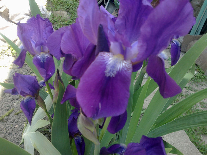130520133173 - florile mele