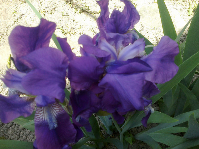 130520133174 - florile mele