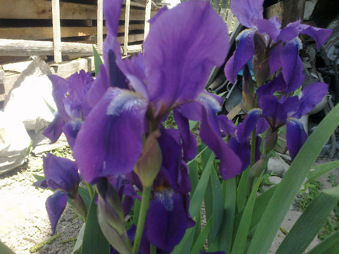 130520133175 - florile mele