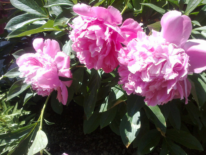 250520133191 - florile mele