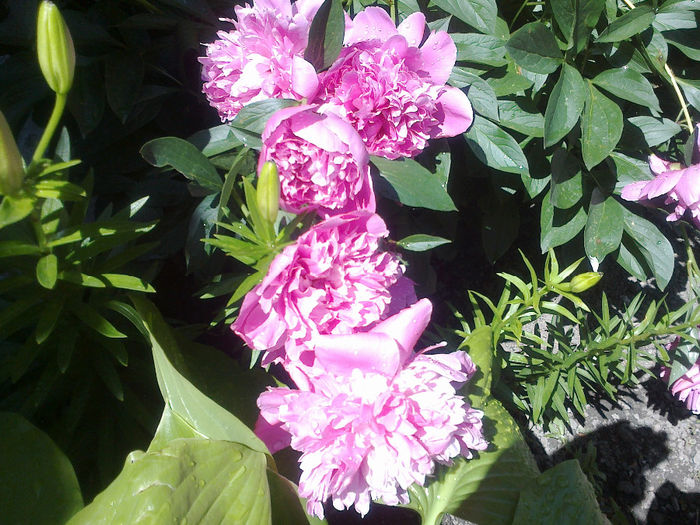 250520133194 - florile mele