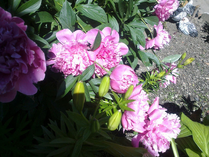 250520133195 - florile mele
